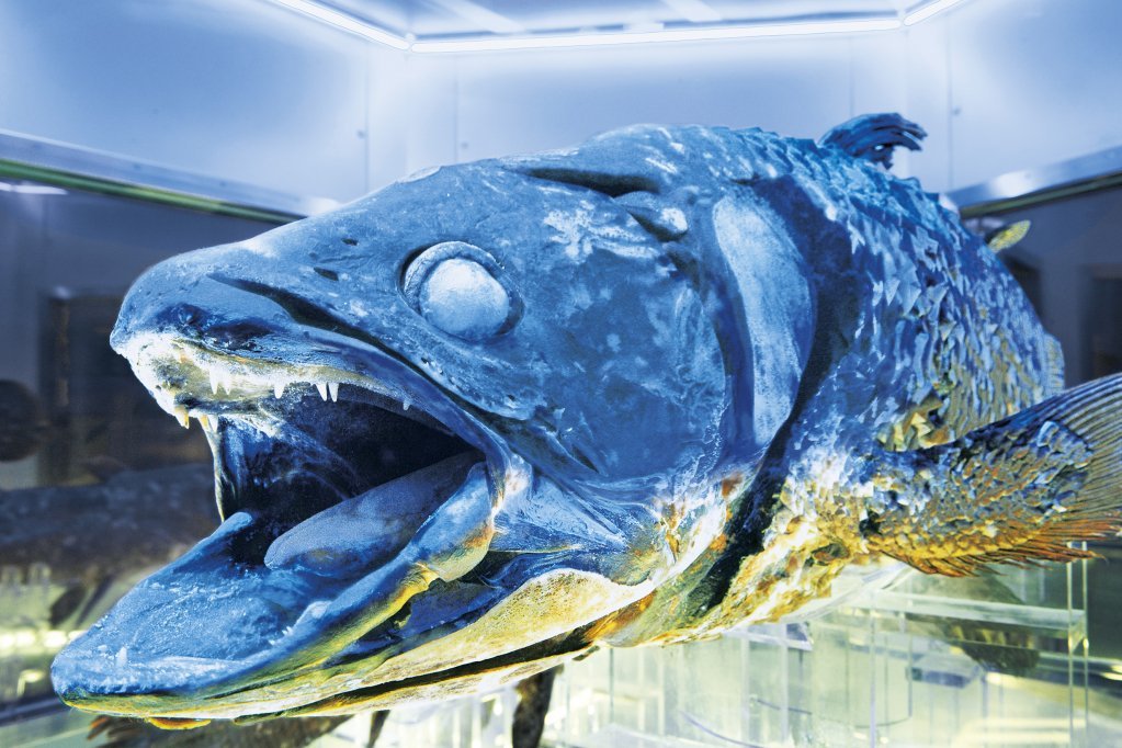 🚢 어업 역사 자료관 요-소로 (漁業歴史資料館よう・そろー) 이미지 4